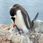 Tag der Pinguine