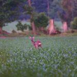 Tag der Wildtiere