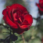 Tag der roten Rose