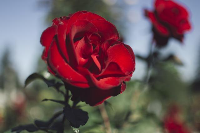 Tag der roten Rose