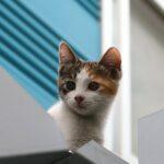Tag der süßen Katzenbabys