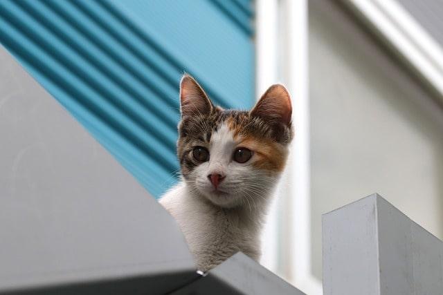 Tag der süßen Katzenbabys