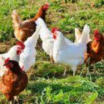 Tag des Geflügels