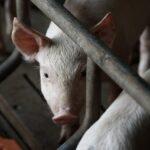Tag des Schweins