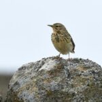 Tag des Vogels