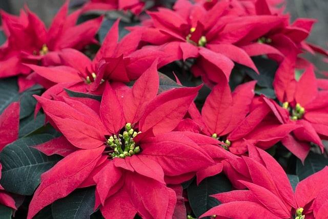 Euphorbia pulcherrima Tag des Weihnachtssterns
