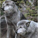 Tag des Wolfes in Deutschland