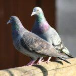Taube-Tag