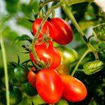 Tag der frischen Tomaten