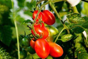 Tag der frischen Tomaten