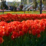 Tulpenfest Amsterdam