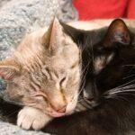 Umarme-Deine-Katze-Tag