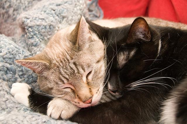 Umarme-Deine-Katze-Tag