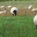 Umarme-ein-Schaf-Tag