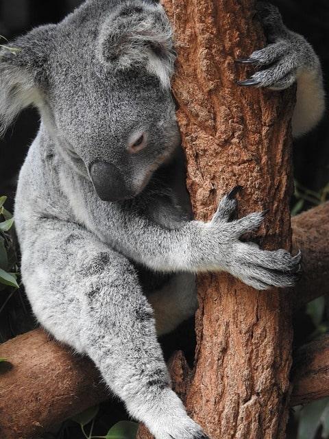 Umarme-einen-Australier-Tag