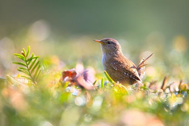 Zeichne-einen-Vogel-Tag