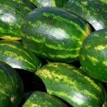 Wassermelone-Tag