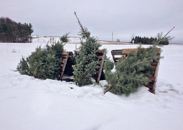 Weihnachtsbaum-ab-Tag