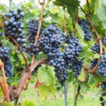 Weinbeeren-Tag