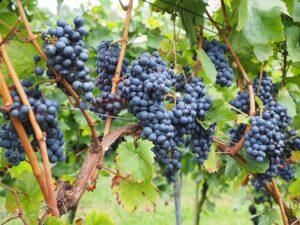 Weinbeeren-Tag