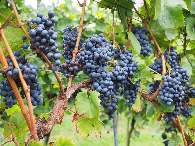 Weinbeeren-Tag