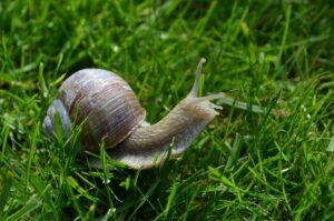 Weinbergschnecke