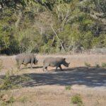 Welt-Nashorn-Tag