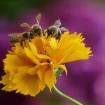 Weltbienentag