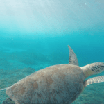 Der Welt-Schildkröten-Tag