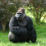 Welttag der Gorillas