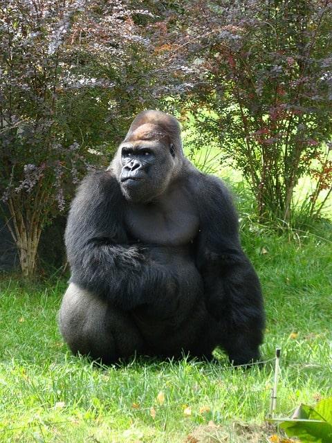 Welttag der Gorillas