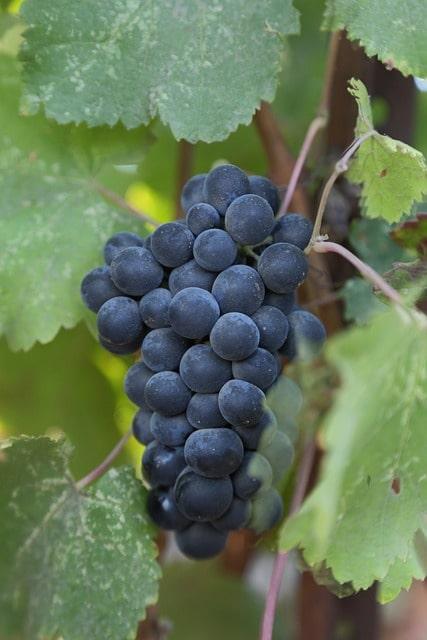 Welttag des Malbec