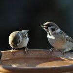 Welttag des Sperlings