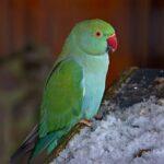 World Parrot Day
