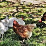 Chicken-Lady-Tag