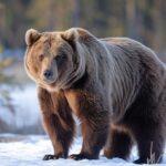 Tag der Wildtiere